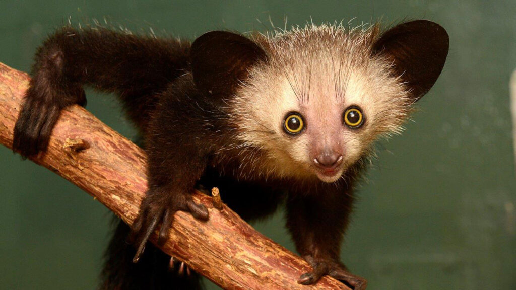 Aye-Aye Ugliest Animals (top10archives.com)