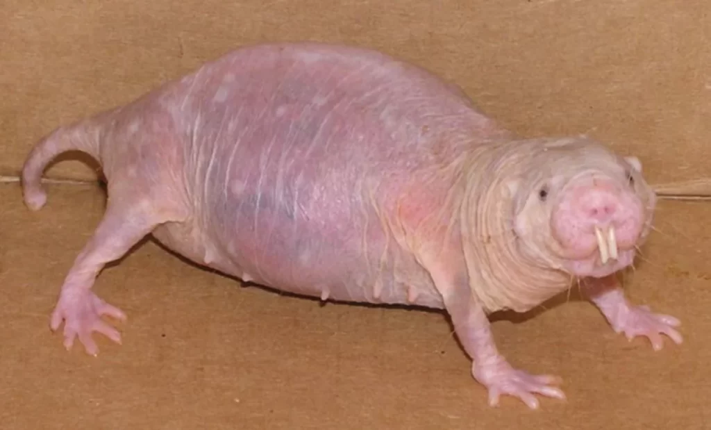 Naked Mole-rat Ugliest Animals (top10archives.com)