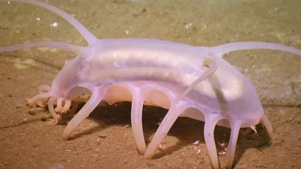 Sea Pig Ugliest Animals (top10archives.com)