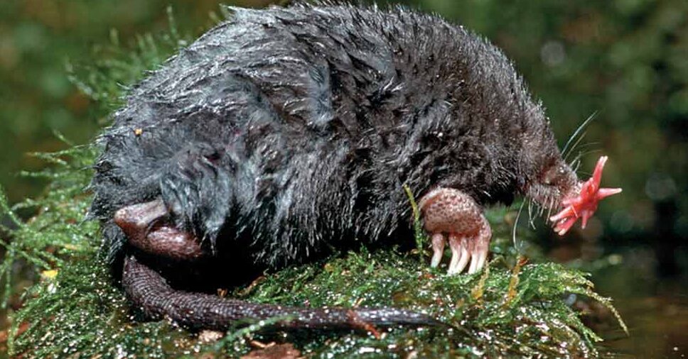 Star-Nosed Mole Ugliest Animals (top10archives.com)