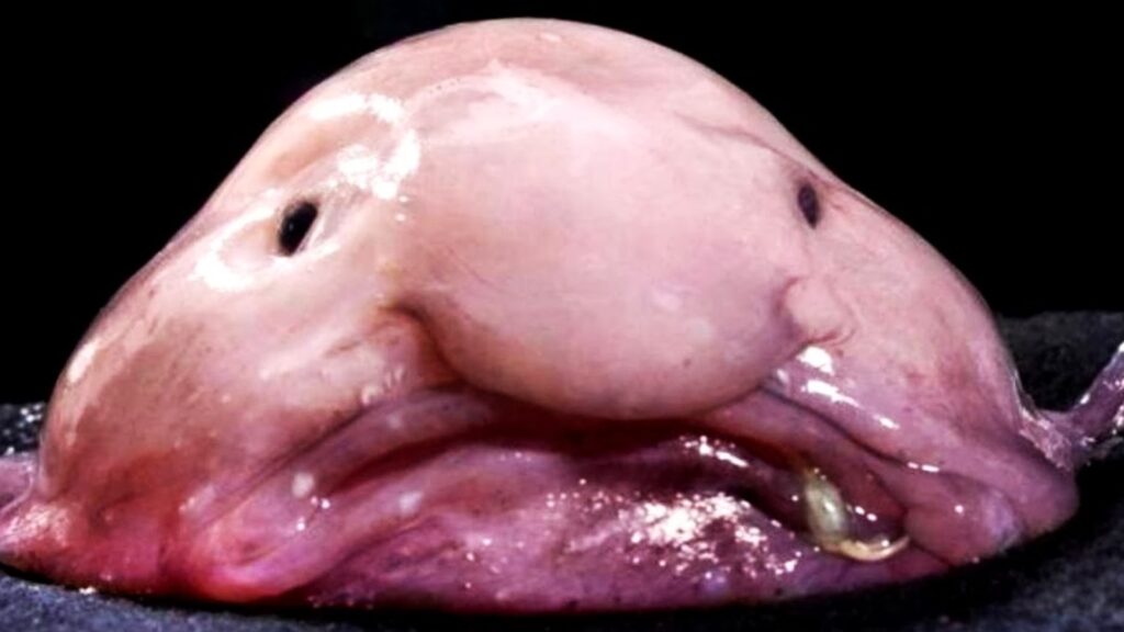 Blobfish Ugliest Animals (top10archives.com)