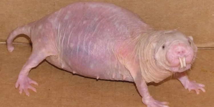 Top 10 Ugliest Animals In The World 2022