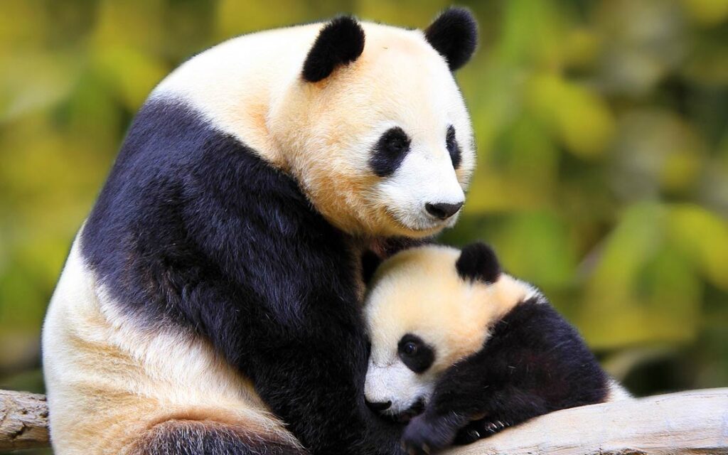 Panda Bear Cute Animals Can Kill (top10archives.com)
