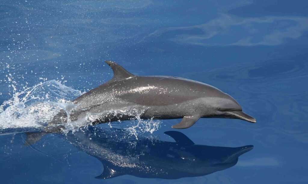 Dolphin Cute Animals Can Kill (top10archives.com)