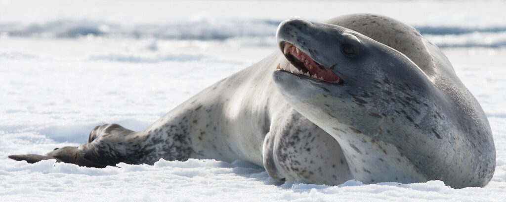 Leopard Seal Cute Animals Can Kill (top10archives.com)