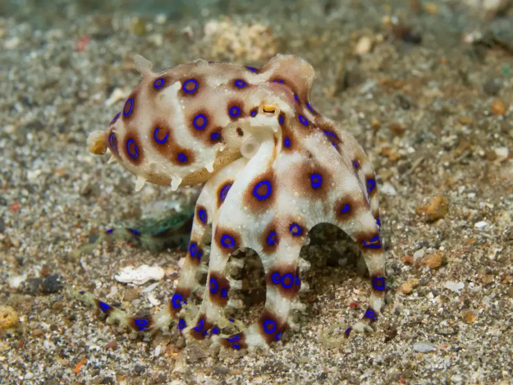 Blue-Ringed Octopus Cute Animals Can Kill (top10archives.com)