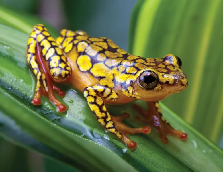 Poison Dart Frog Cute Animals Can Kill (top10archives.com)