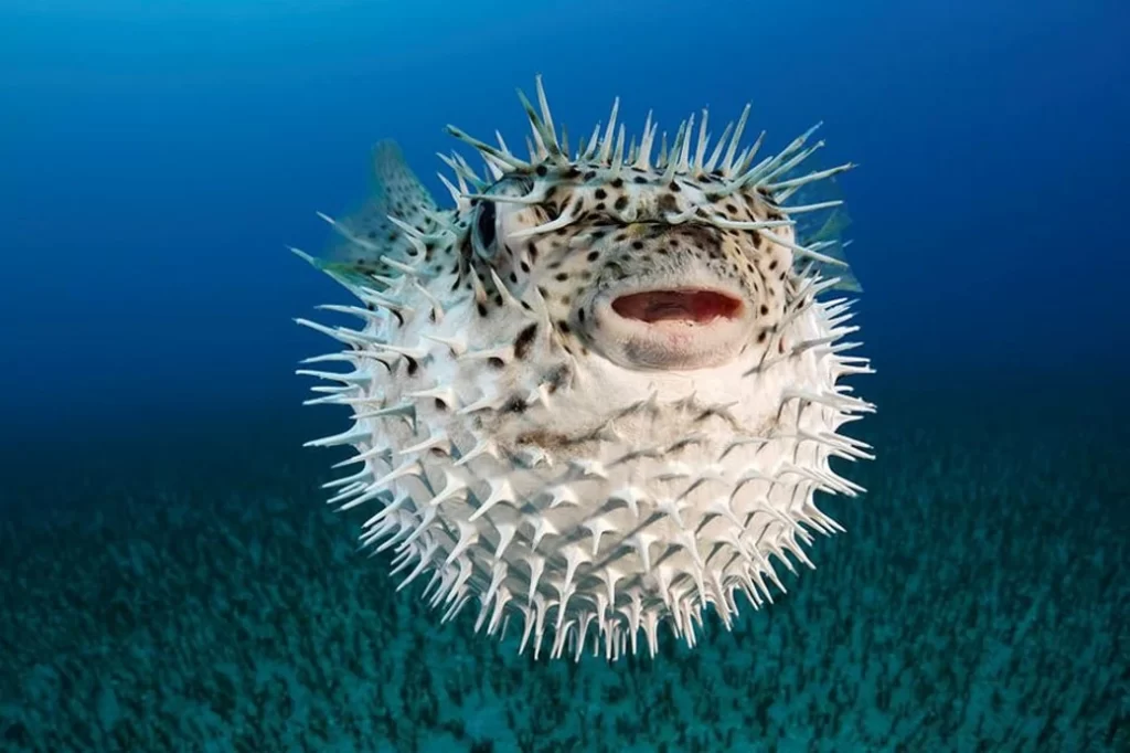 Pufferfish Cute Animals Can Kill (top10archives.com)