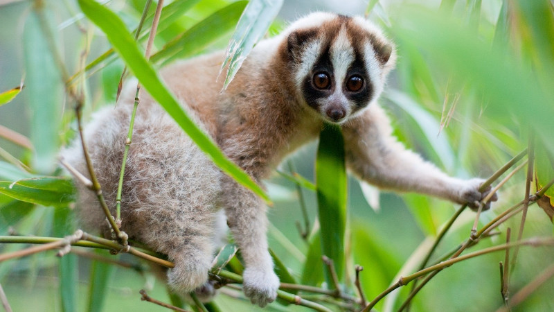 Slow Loris Cute Animals Can Kill (top10archives.com)