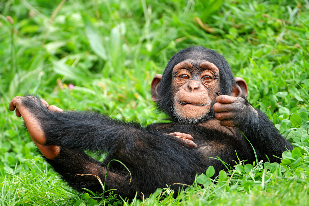 Chimpanzee Cute Animals Can Kill (top10archives.com)