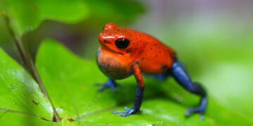 Top 10 Cute Animals That Can KILL You 2022