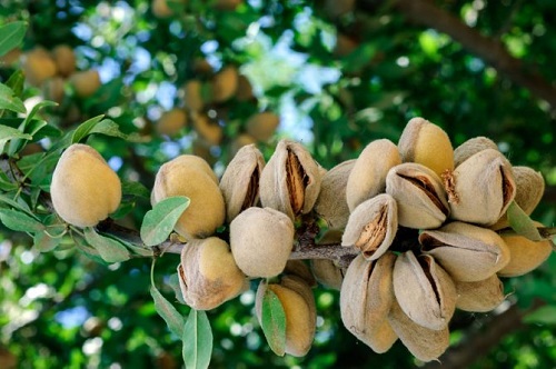 Wild almonds most dangerous food (top10archives.com)
