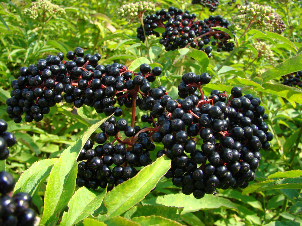 Elderberries most dangerous food (top10archives.com)