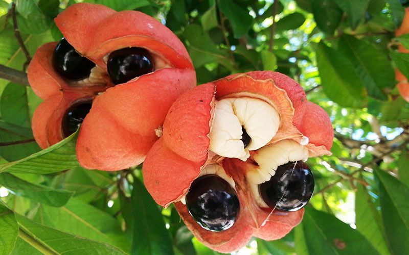 Ackee most dangerous food (top10archives.com)