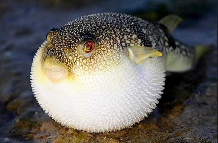 Puffer fish most dangerous food (top10archives.com)