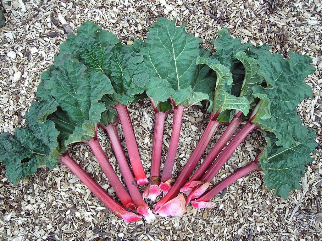 Rhubarb most dangerous food (top10archives.com)
