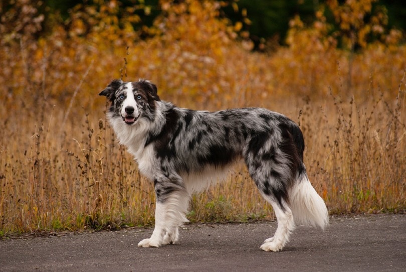 Border Collie
(top10archives.com)