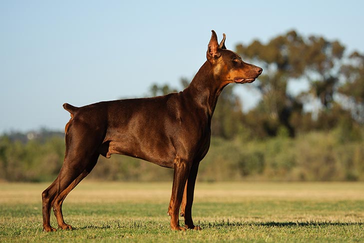 Doberman Pinscher
(top10archives.com)