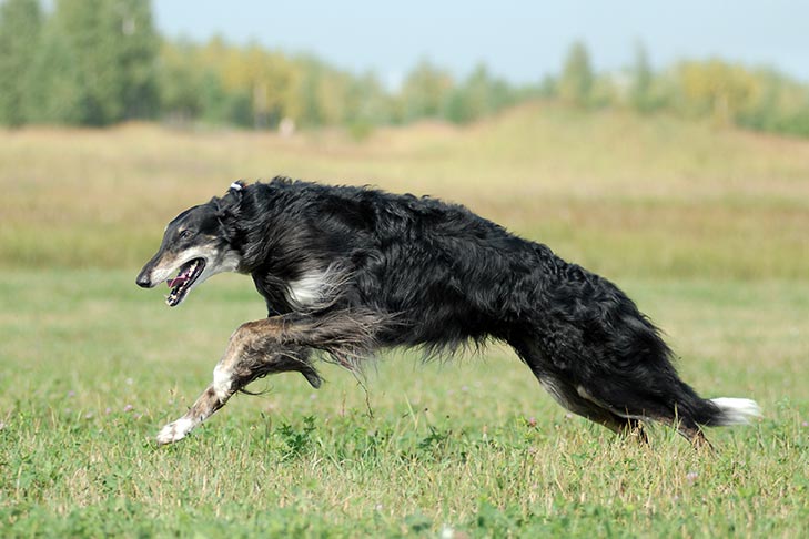 Borzoi
(top10archives.com)