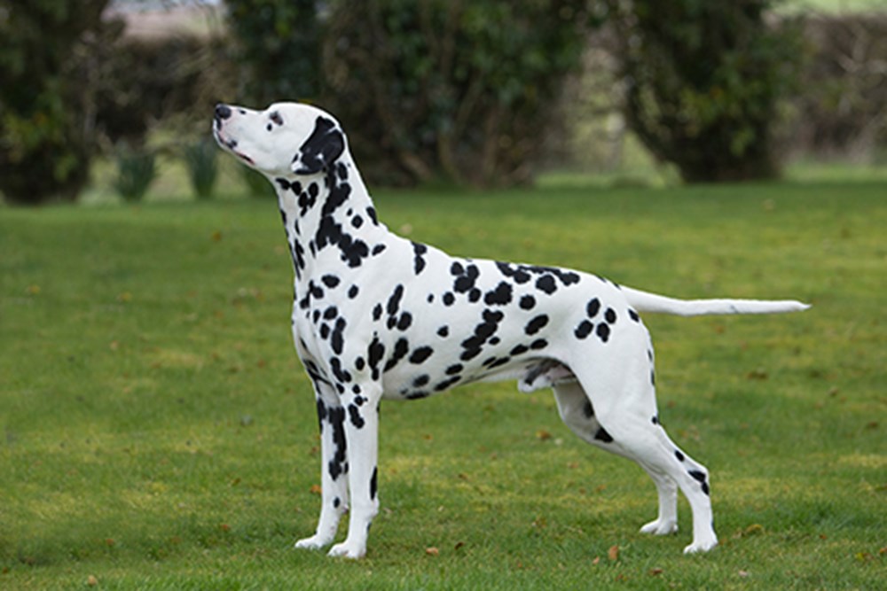 Dalmatian
(top10archives.com)