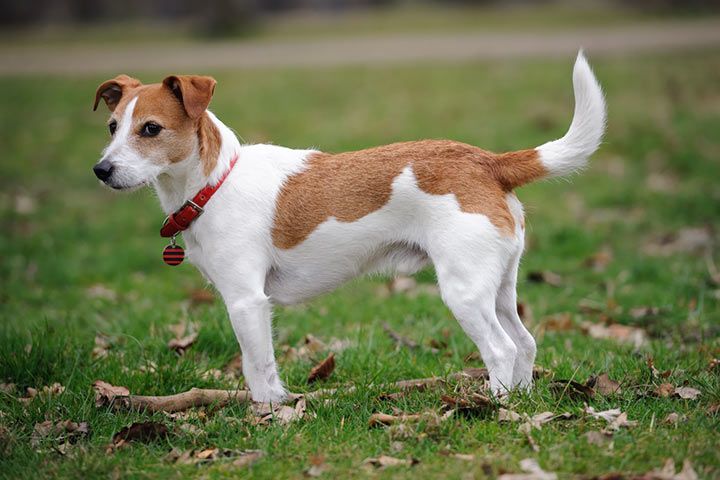 Jack Russell Terrier
(top10archives.com)