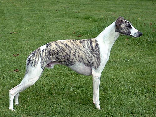 Whippet
(top10archives.com)