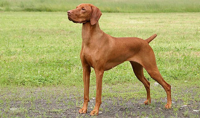 Vizsla
(top10archives.com)