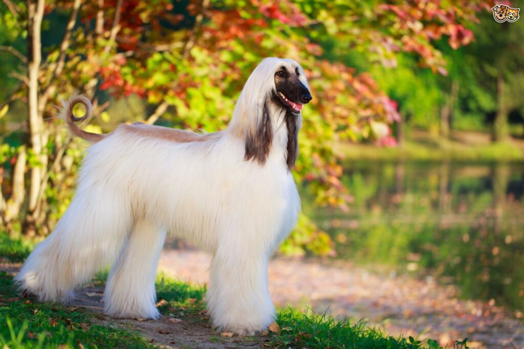 Afghan Hound
(top10archives.com)