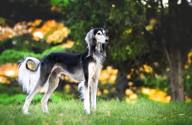 Saluki
(top10archives.com)