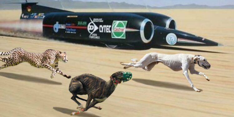 Top 10 Fastest Dog Breeds in the World 2022