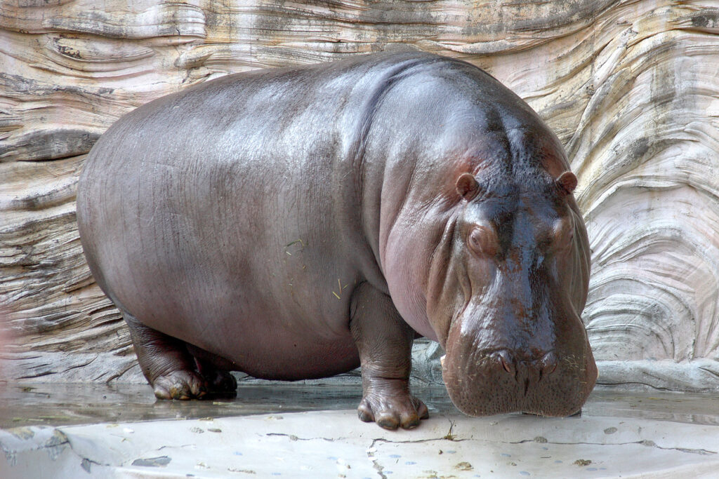 Hippopotamus, Top 10 Most Dangerous and Deadliest Animals In The World 2022 (Top10archives.com)