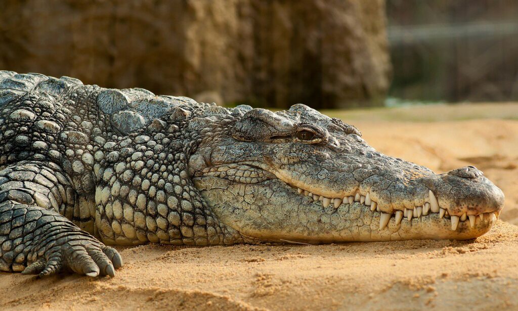 Crocodiles, Top 10 Most Dangerous and Deadliest Animals In The World 2022 (Top10archives.com)