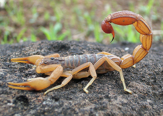 Scorpions, Top 10 Most Dangerous and Deadliest Animals In The World 2022 (Top10archives.com)