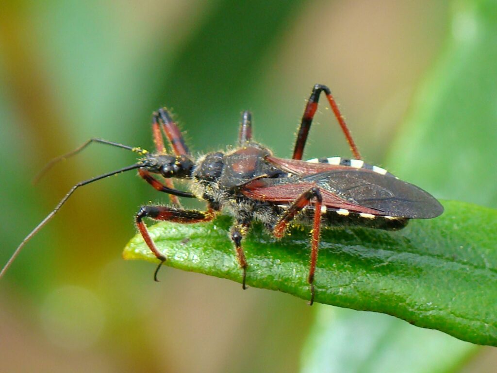 Assassin Bugs, Top 10 Most Dangerous and Deadliest Animals In The World 2022 (Top10archives.com)