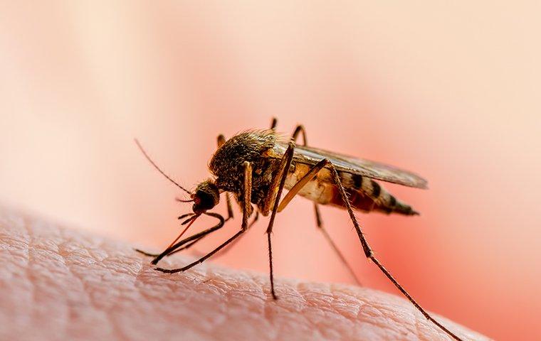 Mosquitoes, Top 10 Most Dangerous and Deadliest Animals In The World 2022 (Top10archives.com)
