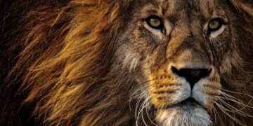 Top 10 Most Dangerous and Deadliest Animals In The World 2022