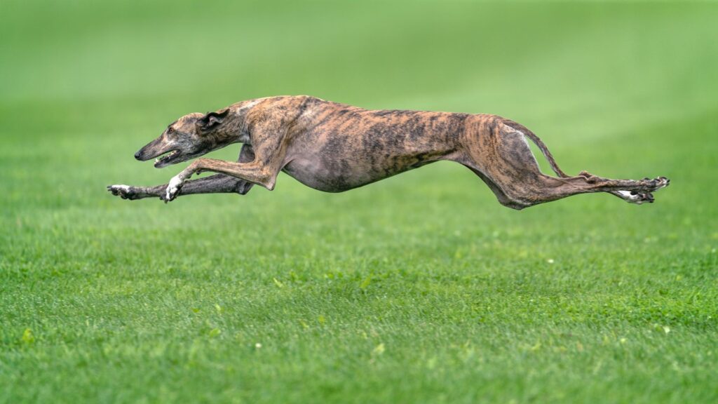 Greyhound
(top10archives.com)