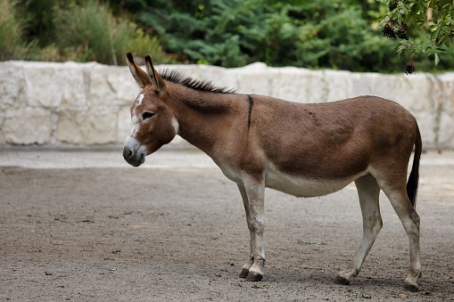 Getaway donkey
(top10archives.com)