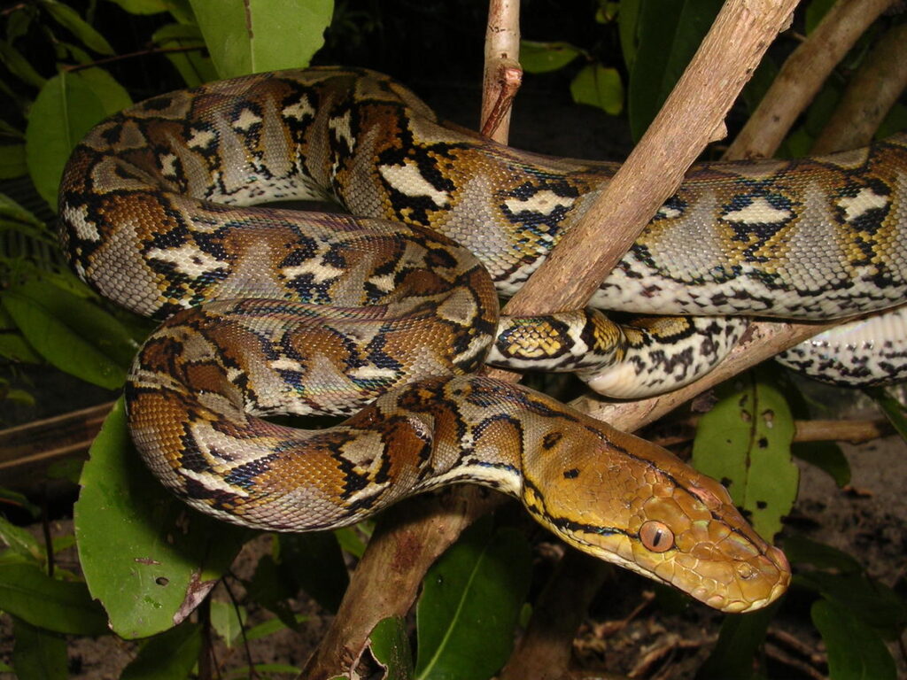 Reticulated Python Deadliest Snakes