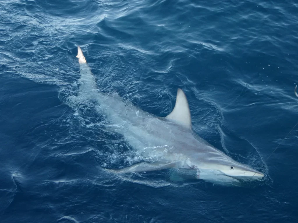 Blacktip Shark Hybrid-(top10archives.com)