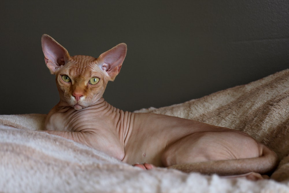 Sphynx Cat Ugliest Animals (top10archives.com)