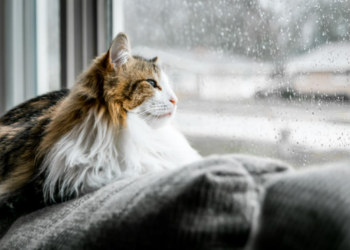 Best Things to Do at Home on a Rainy Day to Escape Reality