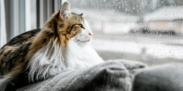 Best Things to Do at Home on a Rainy Day to Escape Reality